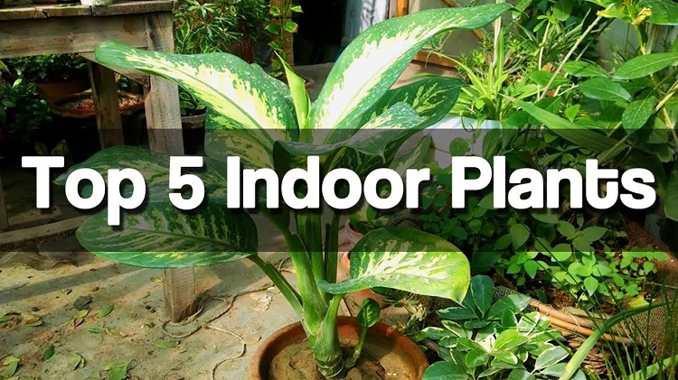 10 Indoor Plants That You Can Grow In